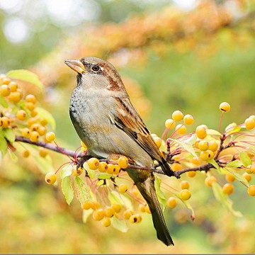bird_g223d47058_1920.jpg