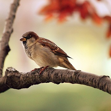 bird_g24dd285ad_1920.jpg