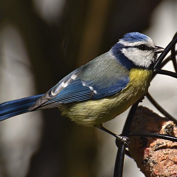 blue_tit_g40b113a2e_1920.jpg