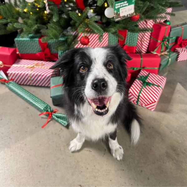 Ruszła wielka świąteczna akcja charytatywna Maxi Zoo! » Sadyba