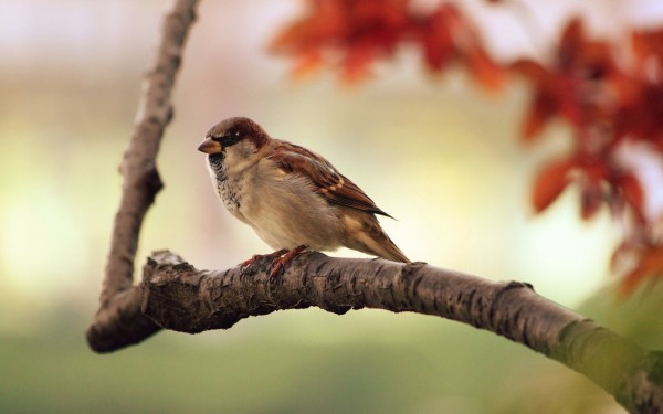 bird_g24dd285ad_1920.jpg