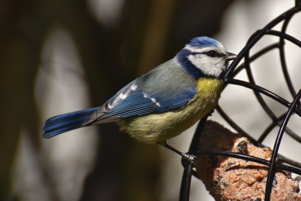blue_tit_g40b113a2e_1920.jpg